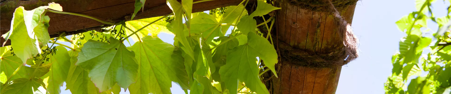 Parthenocissus tricuspidata 'Veitchii'