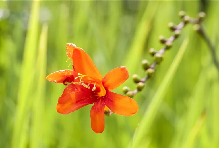 Crocosmia x crocosmiiflora