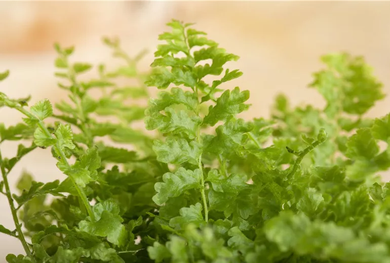 Nephrolepis exaltata